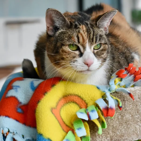 Cat in the cat room